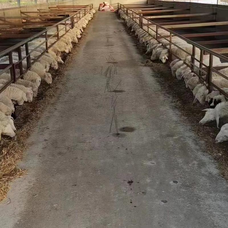 湖北澳洲白羊金丰养殖场品质保证诚信经营欢迎老板