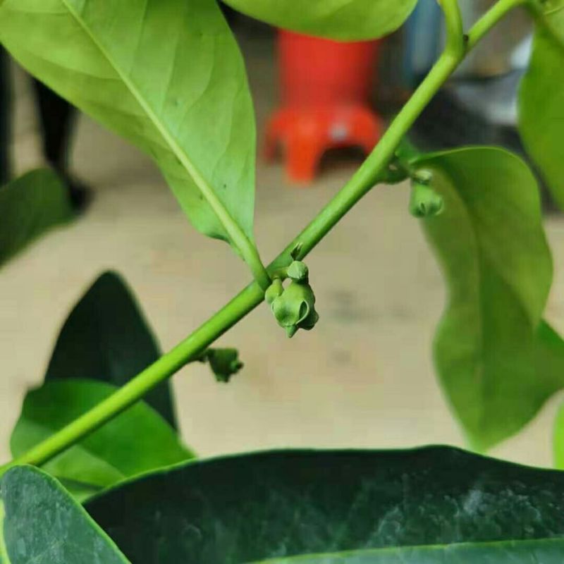 新品种进口巧克力黑柿子香甜软果苗南北方种植庭院可当年结果