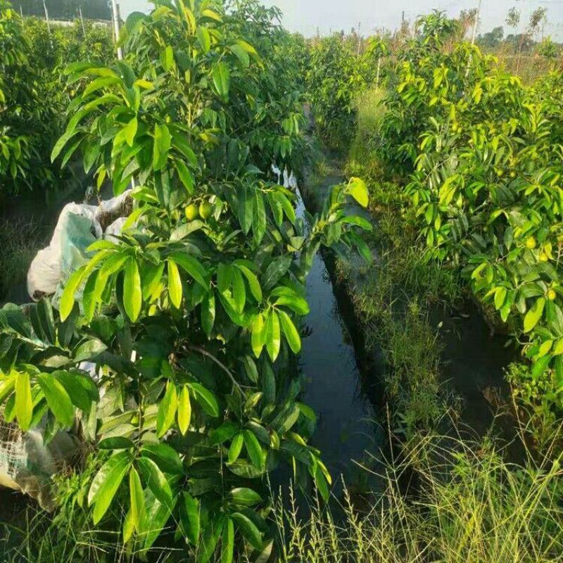新品种进口巧克力黑柿子香甜软果苗南北方种植庭院可当年结果