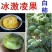 新品种进口巧克力黑柿子香甜软果苗南北方种植庭院可当年结果