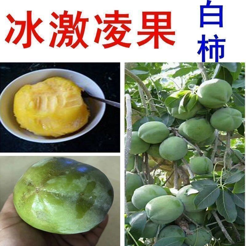 新品种进口巧克力黑柿子香甜软果苗南北方种植庭院可当年结果