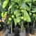 新品种进口巧克力黑柿子香甜软果苗南北方种植庭院可当年结果