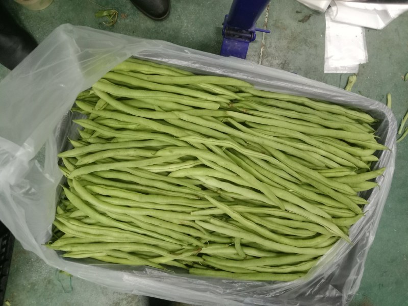 无茎豆，云南新苗精品上市，可做各市场精品货，包装制定！