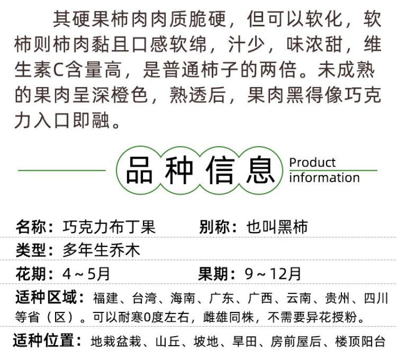 新品种冰淇淋白柿苗水果树巧克力布丁果黑柿果苗正宗嫁接苗正