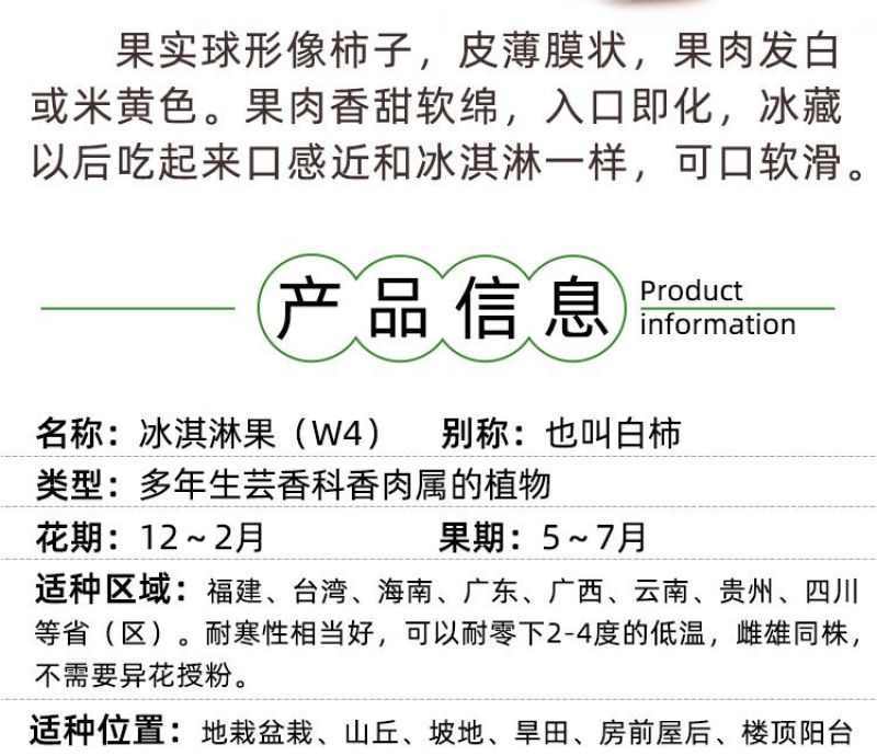 新品种冰淇淋白柿苗水果树巧克力布丁果黑柿果苗正宗嫁接苗正
