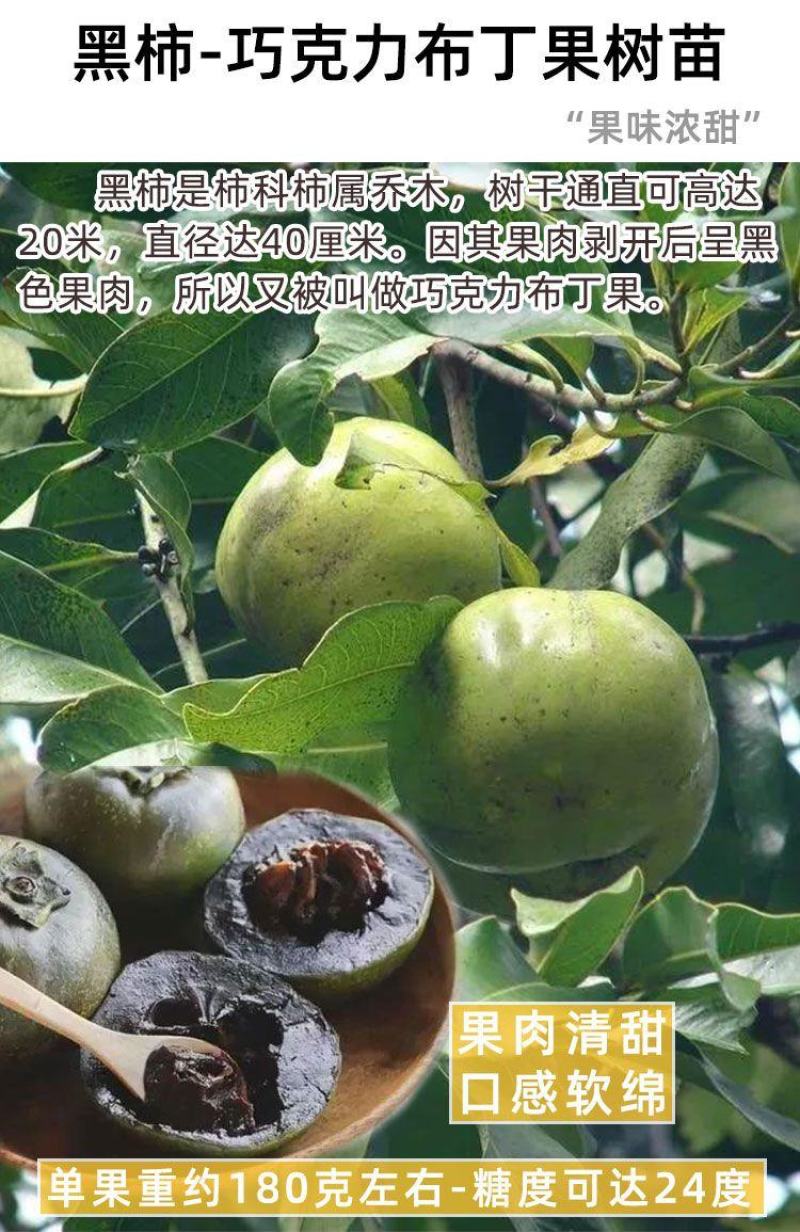 新品种冰淇淋白柿苗水果树巧克力布丁果黑柿果苗正宗嫁接苗正