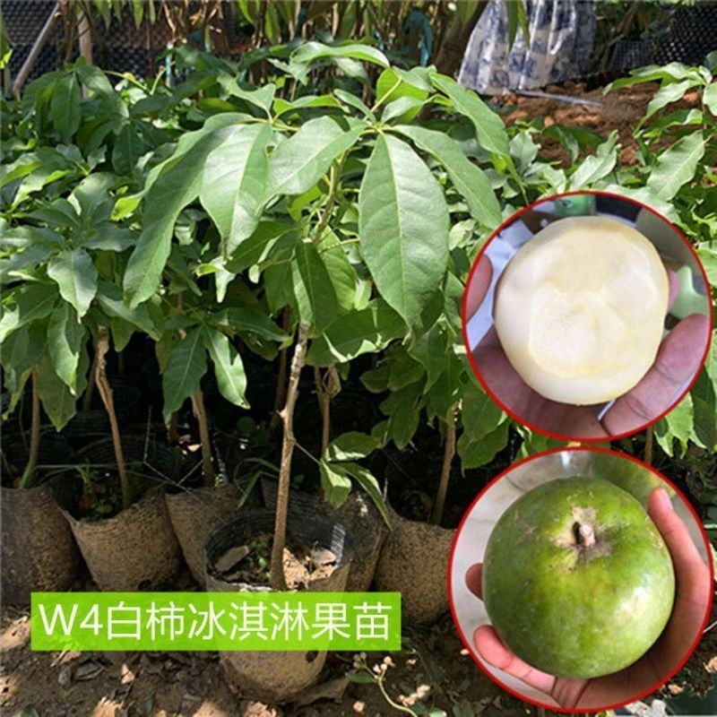 新品种冰淇淋白柿苗水果树巧克力布丁果黑柿果苗正宗嫁接苗正