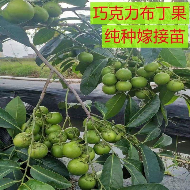 新品种冰淇淋白柿苗水果树巧克力布丁果黑柿果苗正宗嫁接苗正