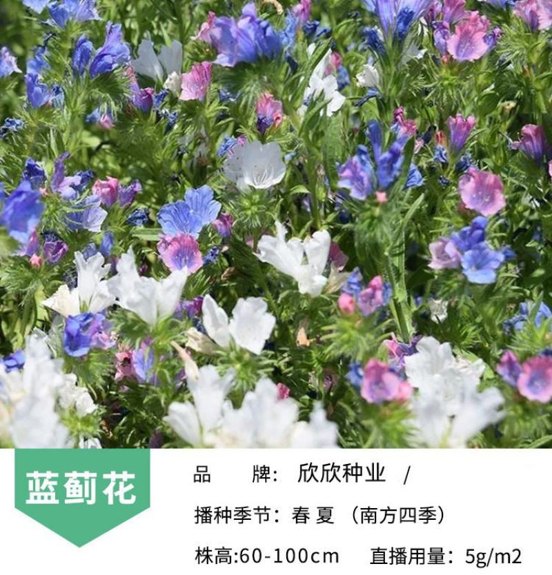 蓝蓟花种子室外庭院花卉耐寒园林种籽四季景观植物盆栽