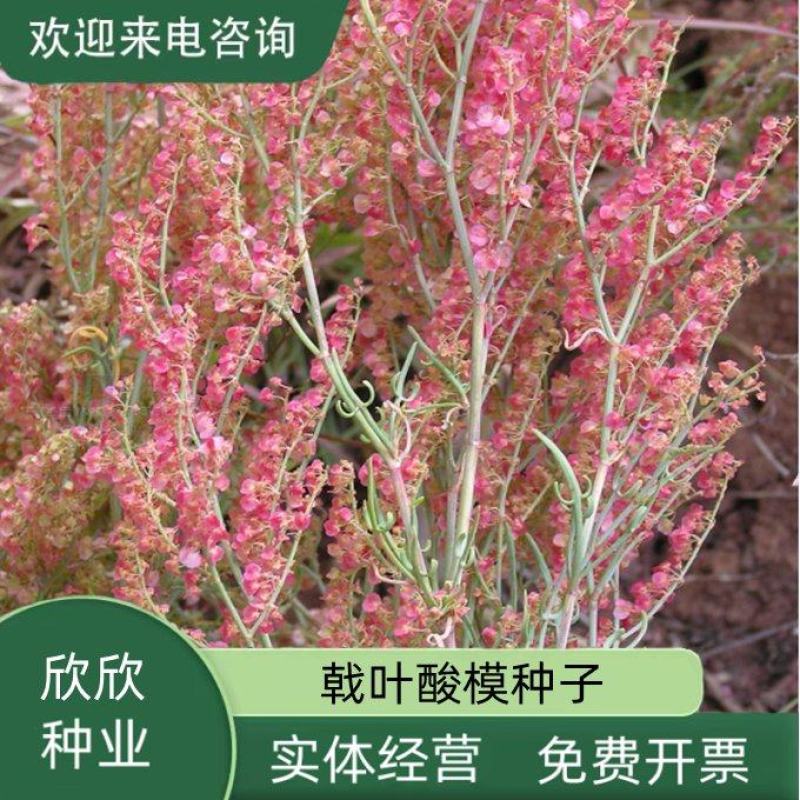 戟叶酸模种子林木种籽四季边坡护坡矿山生态修复恢复用种灌木