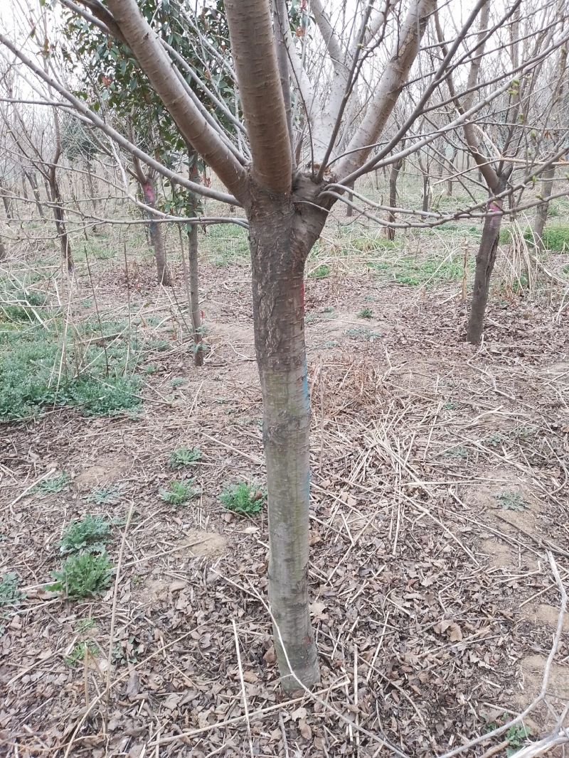 早樱河南优质樱花树，自己种植，规格齐全，价格便宜，量大从优
