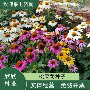 松果菊种子四季种开花多年生花籽孑宿根庭院室外易活紫松果菊