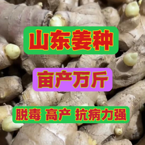 山东高产姜种368脱毒高产鲁黄姜种提供种植技术服务