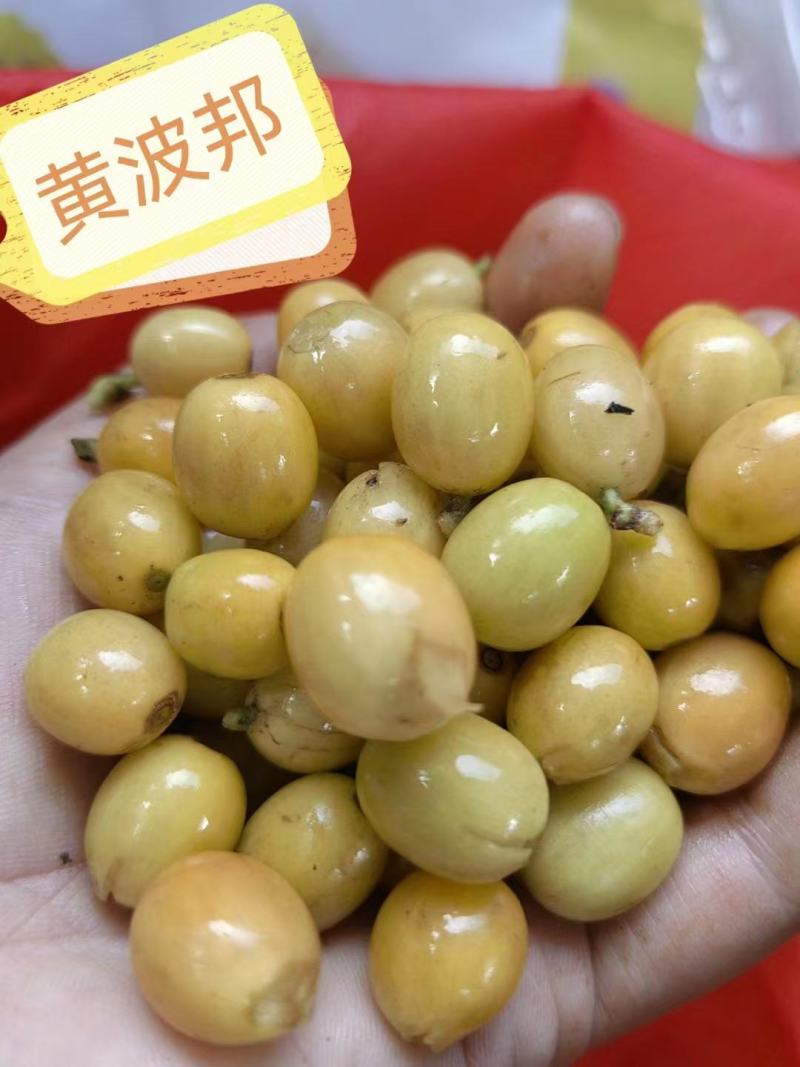 【磨粉】云南咖啡烘焙豆咖啡豆，产地直发，价格优惠，电联，