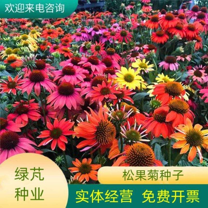 彩色松果菊种子宿根多年生耐寒耐热紫锥菊花卉种籽庭院阳台