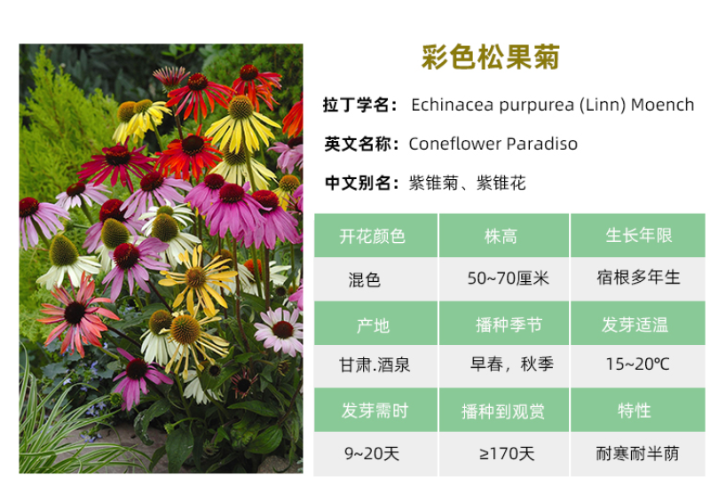 彩色松果菊种子宿根多年生耐寒耐热紫锥菊花卉种籽庭院阳台