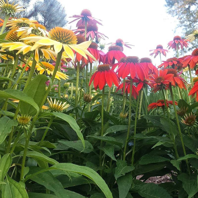 彩色松果菊种子宿根多年生耐寒耐热紫锥菊花卉种籽庭院阳台