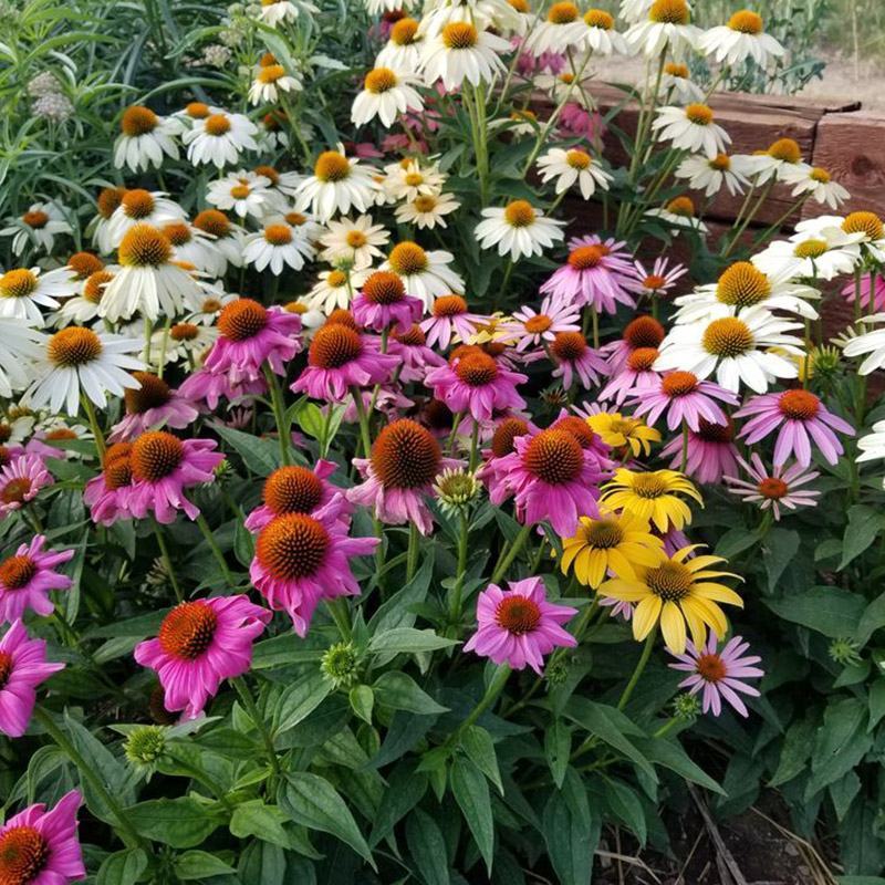 彩色松果菊种子宿根多年生耐寒耐热紫锥菊花卉种籽庭院阳台