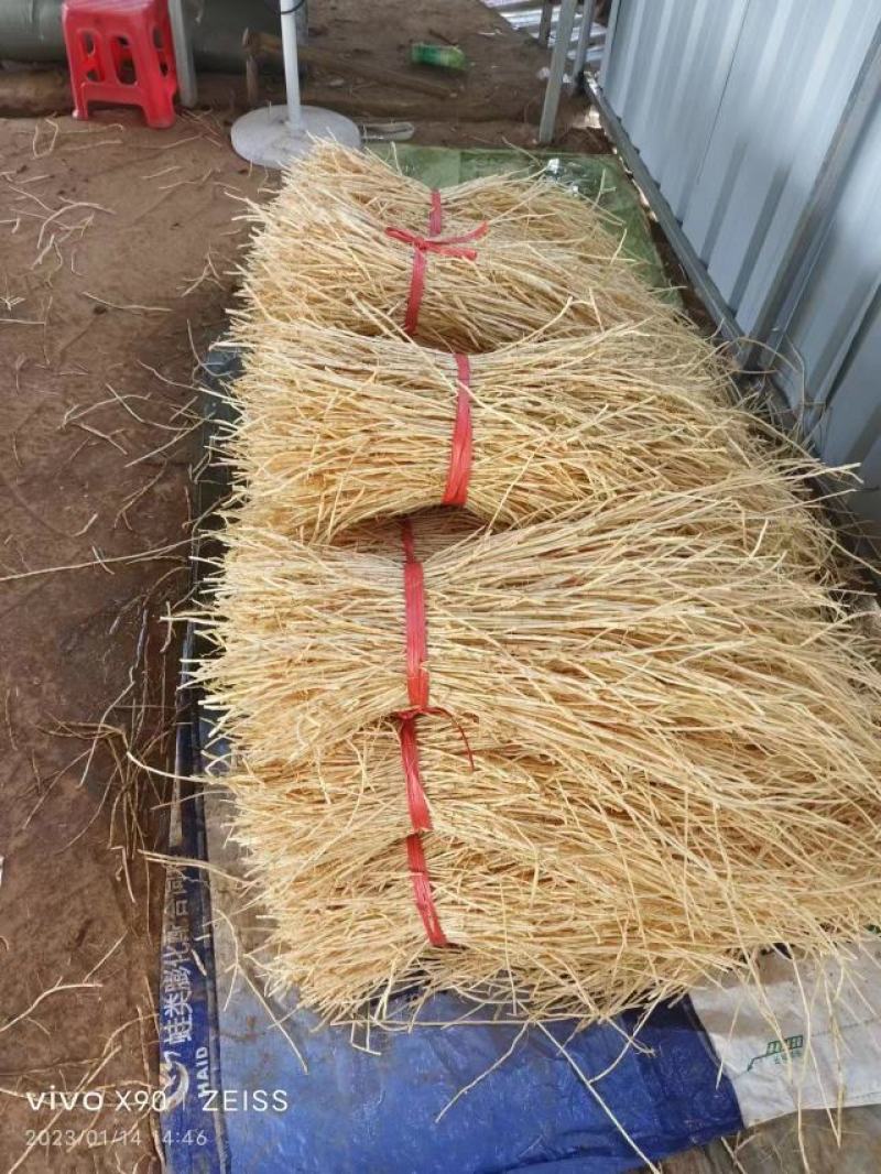 广西中药材中草药白茅根产地批发规格齐全对接药厂