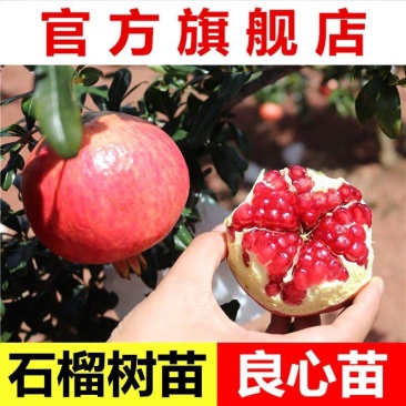 石榴树苗蒙自甜薄皮红心甜石榴树苗结果南北方种植盆栽庭