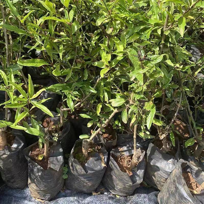 石榴树苗蒙自甜薄皮红心甜石榴树苗结果南北方种植盆栽庭