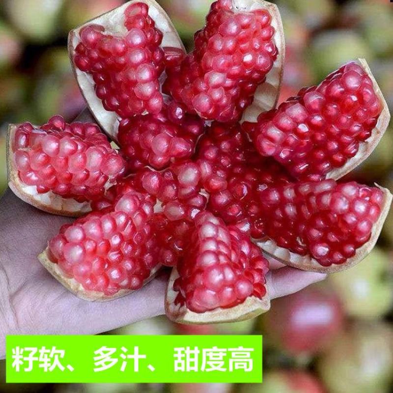 石榴树苗蒙自甜薄皮红心甜石榴树苗结果南北方种植盆栽庭
