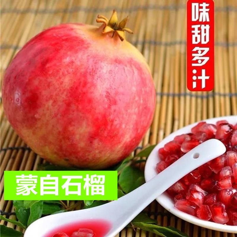 石榴树苗蒙自甜薄皮红心甜石榴树苗结果南北方种植盆栽庭
