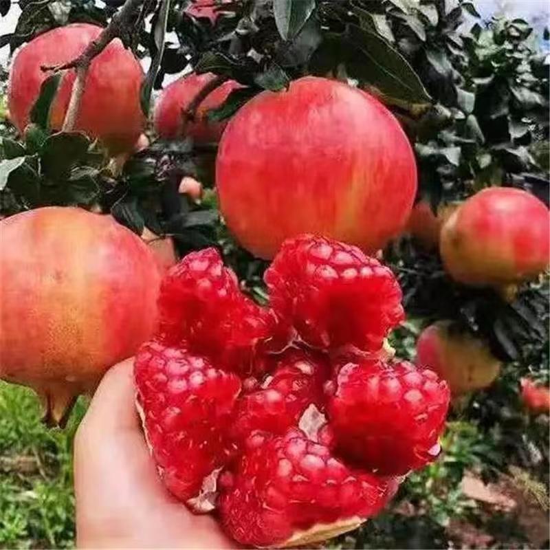 石榴树苗蒙自甜薄皮红心甜石榴树苗结果南北方种植盆栽庭