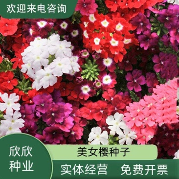 美女樱种子孑籽苗花苗四季种开花盆栽阳台庭院室内外易种活花