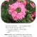 美女樱种子孑籽苗花苗四季种开花盆栽阳台庭院室内外易种活花