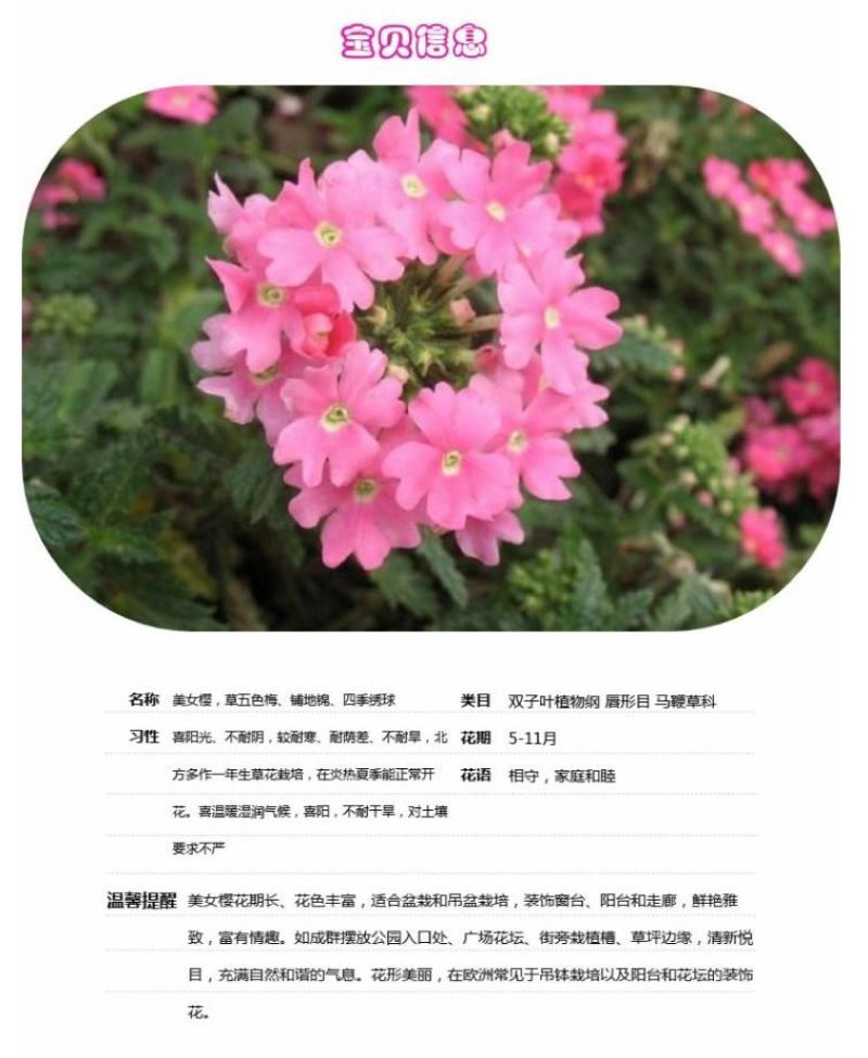 美女樱种子孑籽苗花苗四季种开花盆栽阳台庭院室内外易种活花