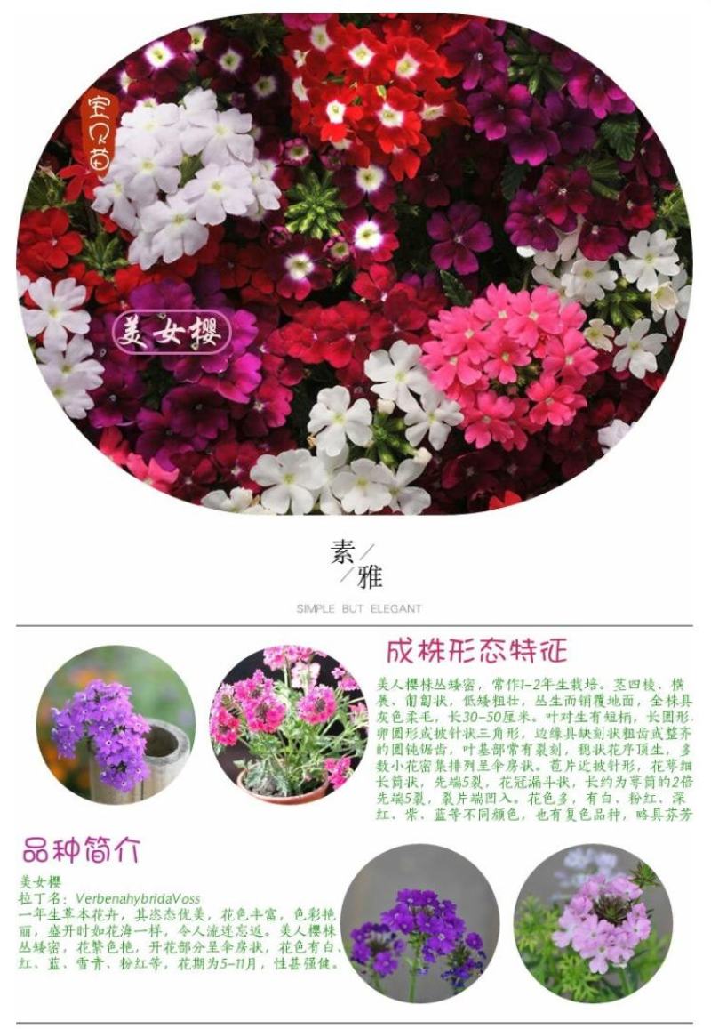 美女樱种子孑籽苗花苗四季种开花盆栽阳台庭院室内外易种活花