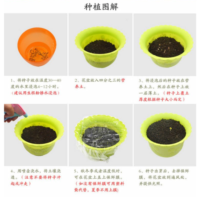 美女樱种子孑籽苗花苗四季种开花盆栽阳台庭院室内外易种活花