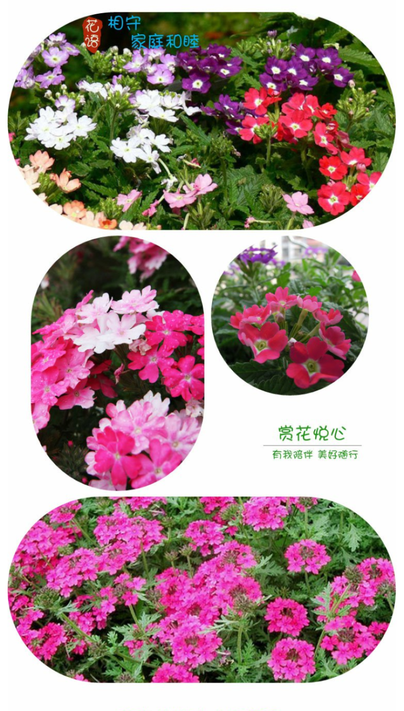 美女樱种子孑籽苗花苗四季种开花盆栽阳台庭院室内外易种活花
