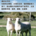 澳洲白羊自家养殖基地品质保证诚信经营欢迎联系视频看货