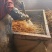 【精品】新鲜白茅根规格齐全常年供应对接药厂批发