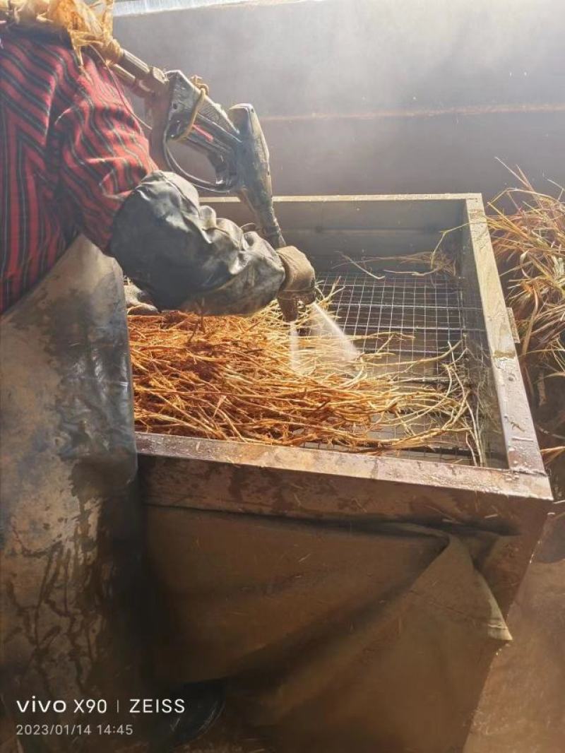 【精品】新鲜白茅根规格齐全常年供应对接药厂批发
