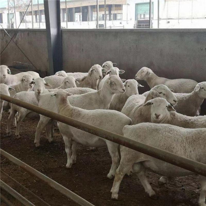 澳洲白羊品质保证诚信经营欢迎联系自家养殖场可视频看货