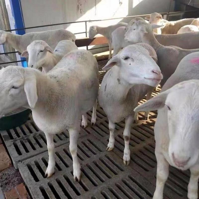 澳洲白羊品质保证诚信经营欢迎联系自家养殖场可视频看货