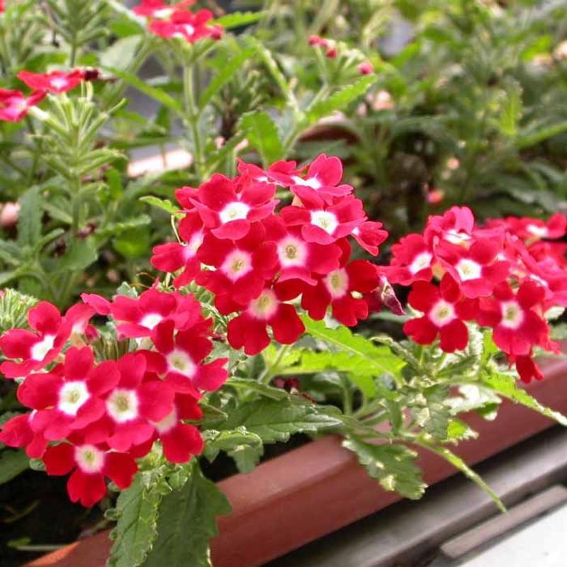 美女樱种籽子盆栽进口四季播种花种子多年生紫色庭院室外阳台
