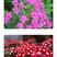 美女樱种籽子盆栽进口四季播种花种子多年生紫色庭院室外阳台