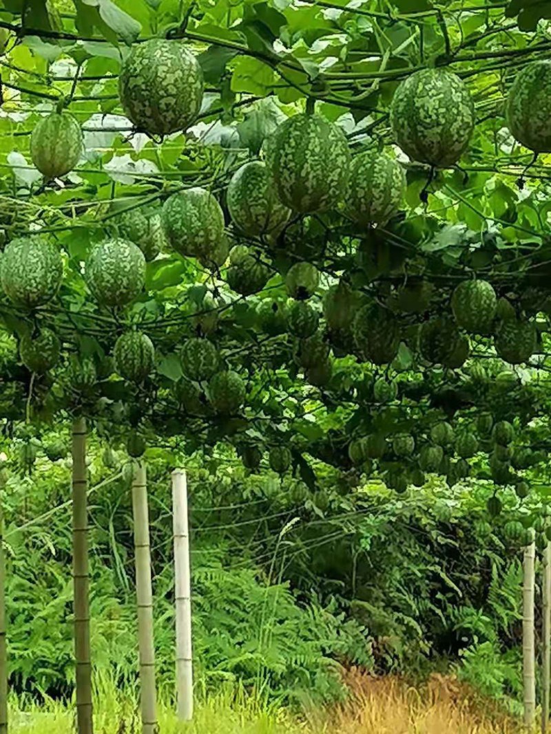 吊瓜苗