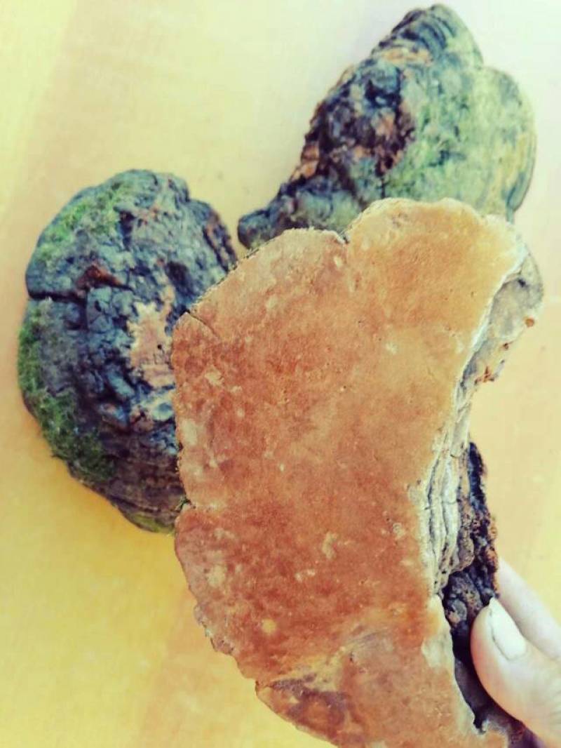 长白山松树桑黄灵芝.纯野生灵芝