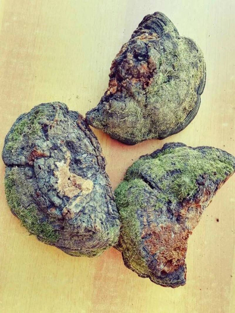长白山松树桑黄灵芝.纯野生灵芝