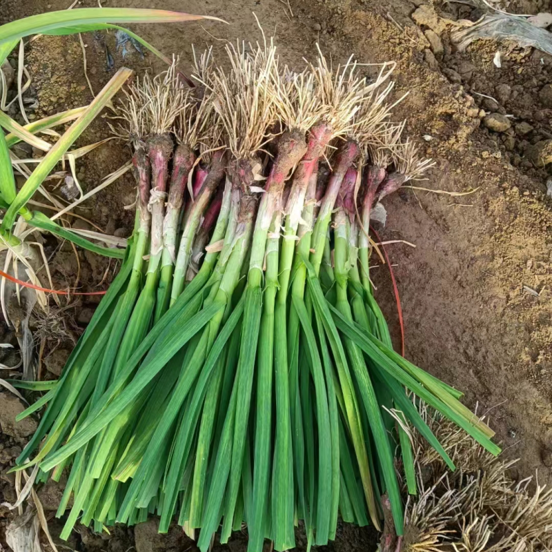 大棚蒜苗河南红根蒜苗产地直供货量充足量大从优上市中