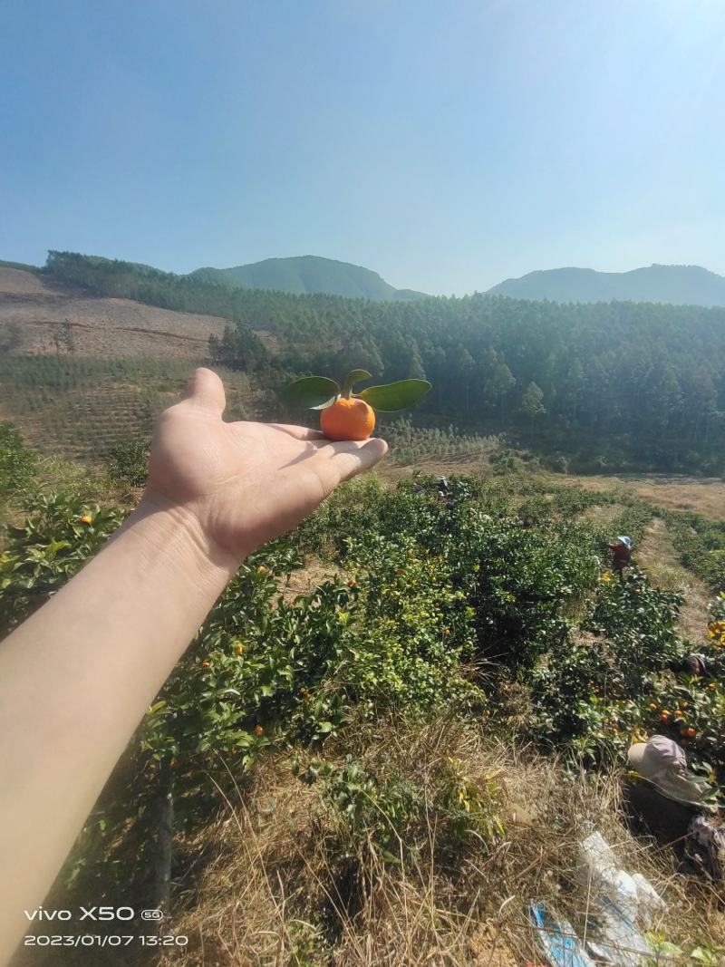 广西省，桂林市，密橘，砂糖桔，货源充足！欢迎来电洽谈合作