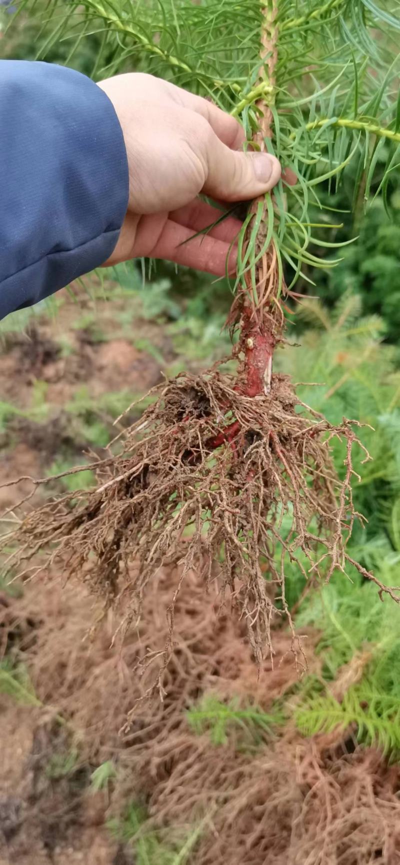 【基地供货】杉树苗，25到50公分高小苗，量大从优，电联