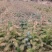【基地供货】杉树苗，25到50公分高小苗，量大从优，电联