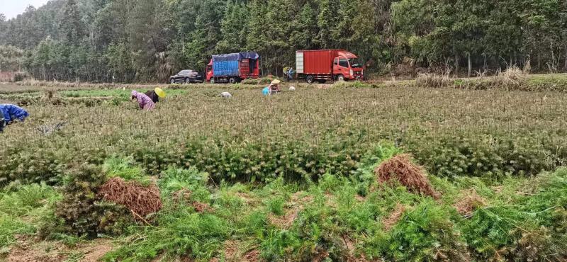 【基地供货】杉树苗，25到50公分高小苗，量大从优，电联