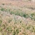 【基地供货】杉树苗，25到50公分高小苗，量大从优，电联